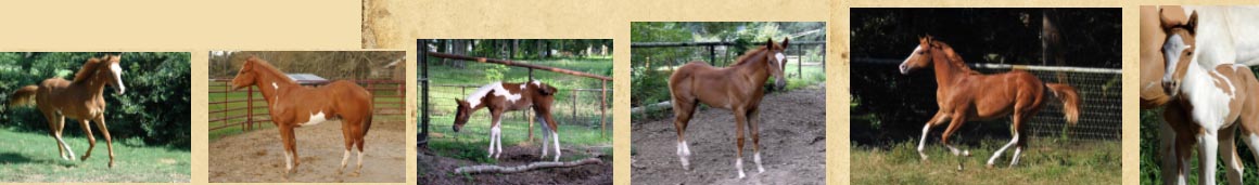 Absolutely Awestruck - Paint Horse Foals